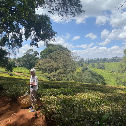 tea farm kenya